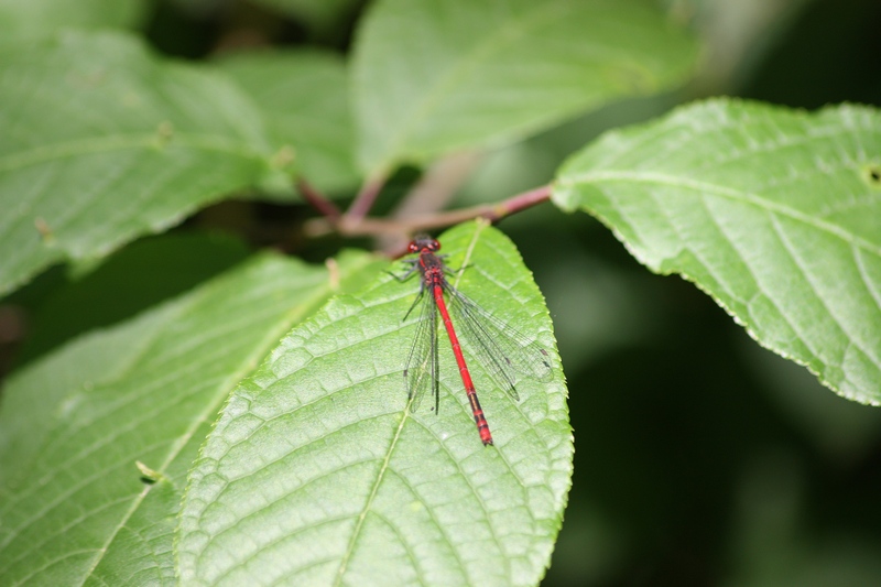 Odonata da ID-confermare